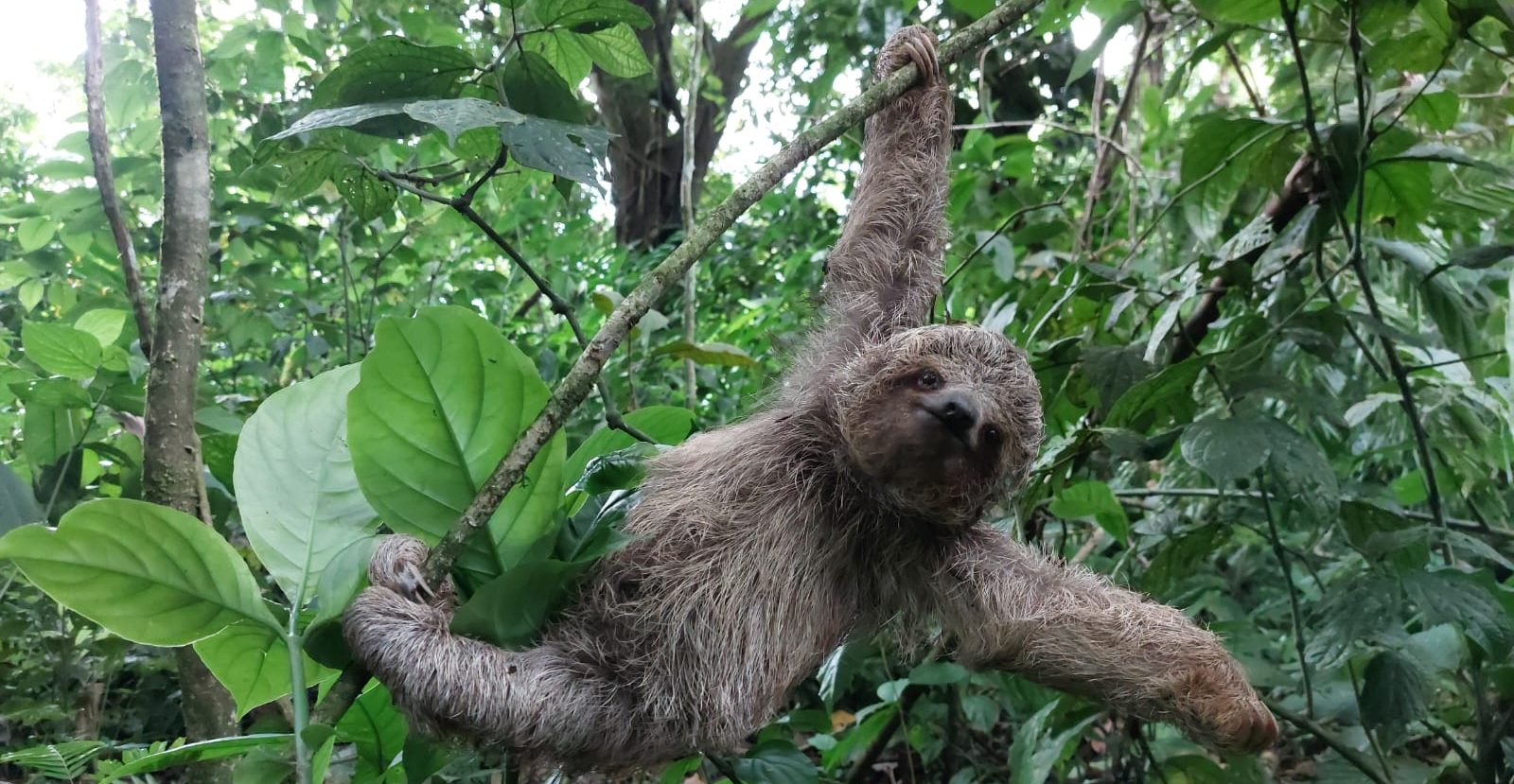 Sloth Tour La Fortuna